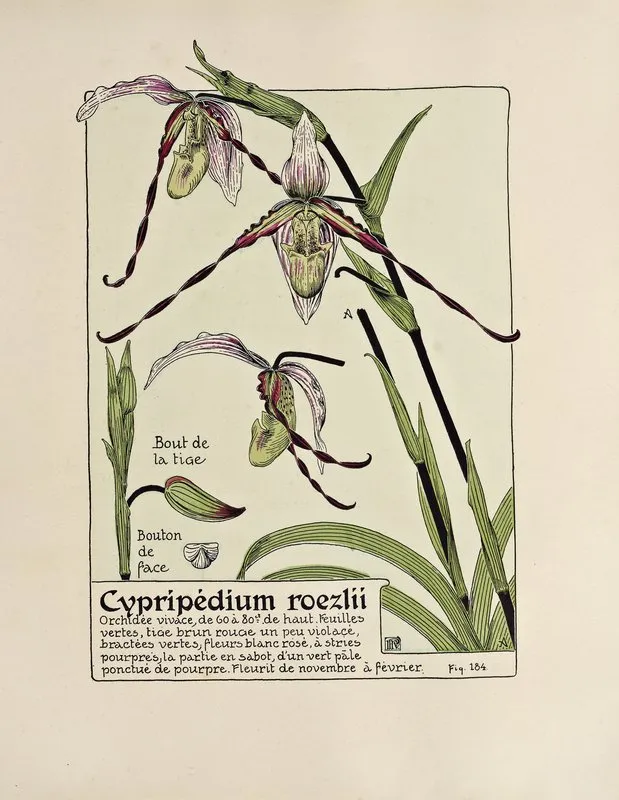 Cypripedium Roezlii Wall Art by Maurice Pillard Verneuil - High-Resolution Digital Print