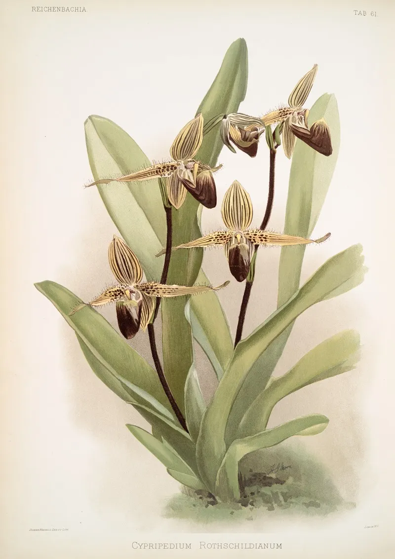 Cypripedium Rothschildianum Wall Art by Frederick Sander - High-Resolution Digital Print