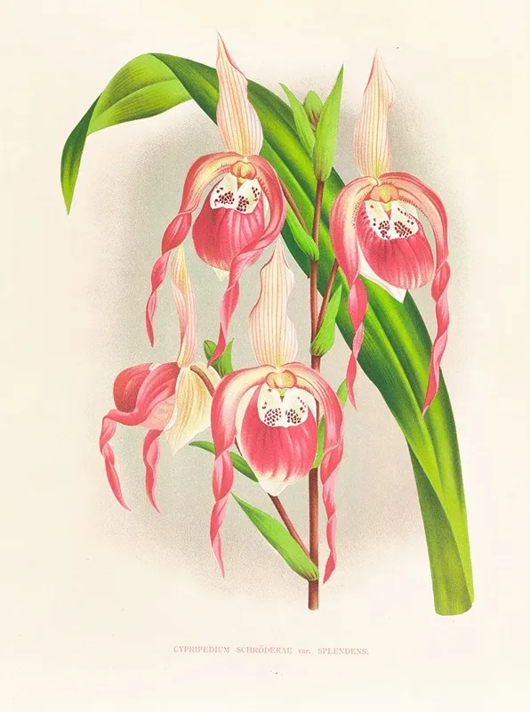 Cypripedium Schroderae Var Splendens Wall Art by Jean Jules Linden - High-Resolution Digital Print