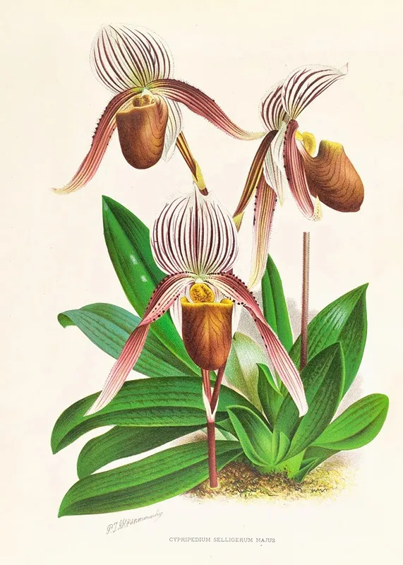 Cypripedium Selligerum Majus Wall Art by Jean Jules Linden - High-Resolution Digital Print