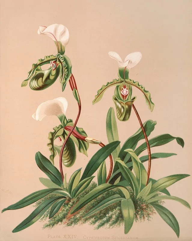 Cypripedium Spicerianum Wall Art by Harriet Stewart Miner - High-Resolution Digital Print