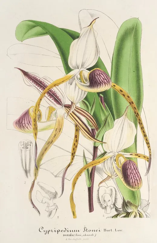 Cypripedium Stonei Wall Art by Charles Antoine Lemaire - High-Resolution Digital Print