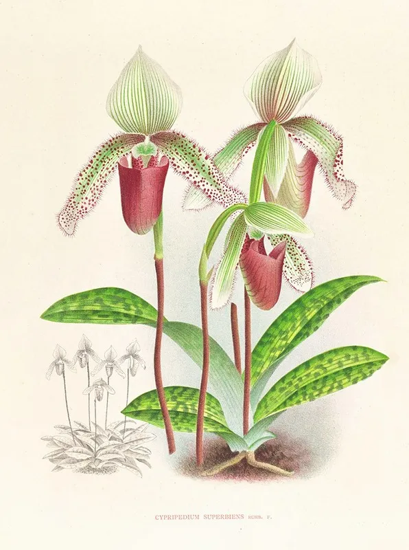 Cypripedium Superbiens Wall Art by Jean Jules Linden - High-Resolution Digital Print