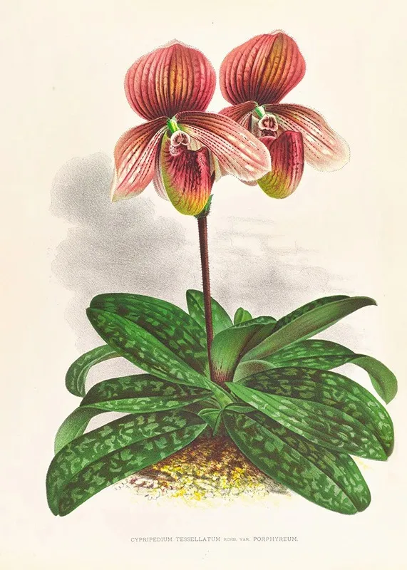 Cypripedium Tessellatum Wall Art by Jean Jules Linden - High-Resolution Digital Print