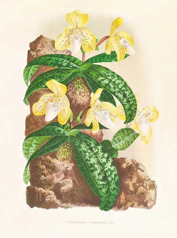 Cypripedium Tonkinense Wall Art by Jean Jules Linden - High-Resolution Digital Print