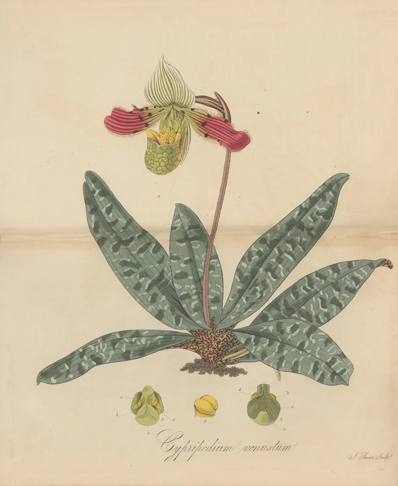 Cypripedium Venustum Wall Art by William Jackson Hooker - High-Resolution Digital Print