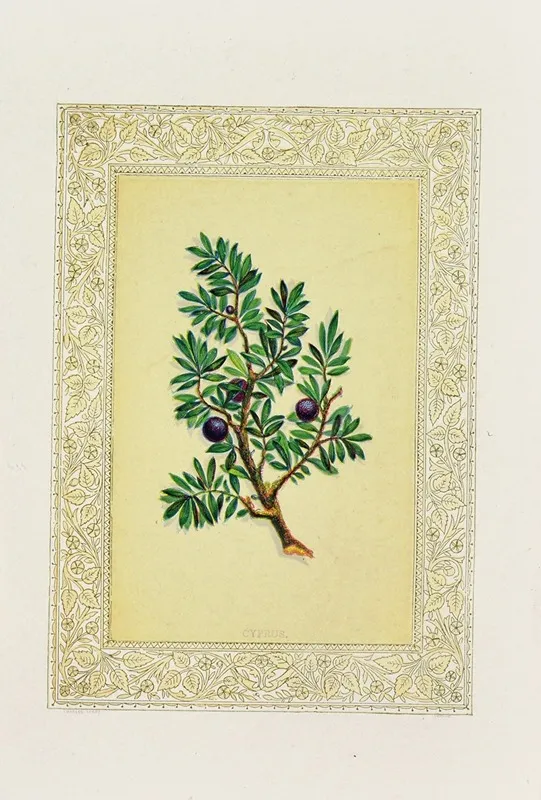 Cyprus Wall Art by John Henry Ingram - High-Resolution Digital Print