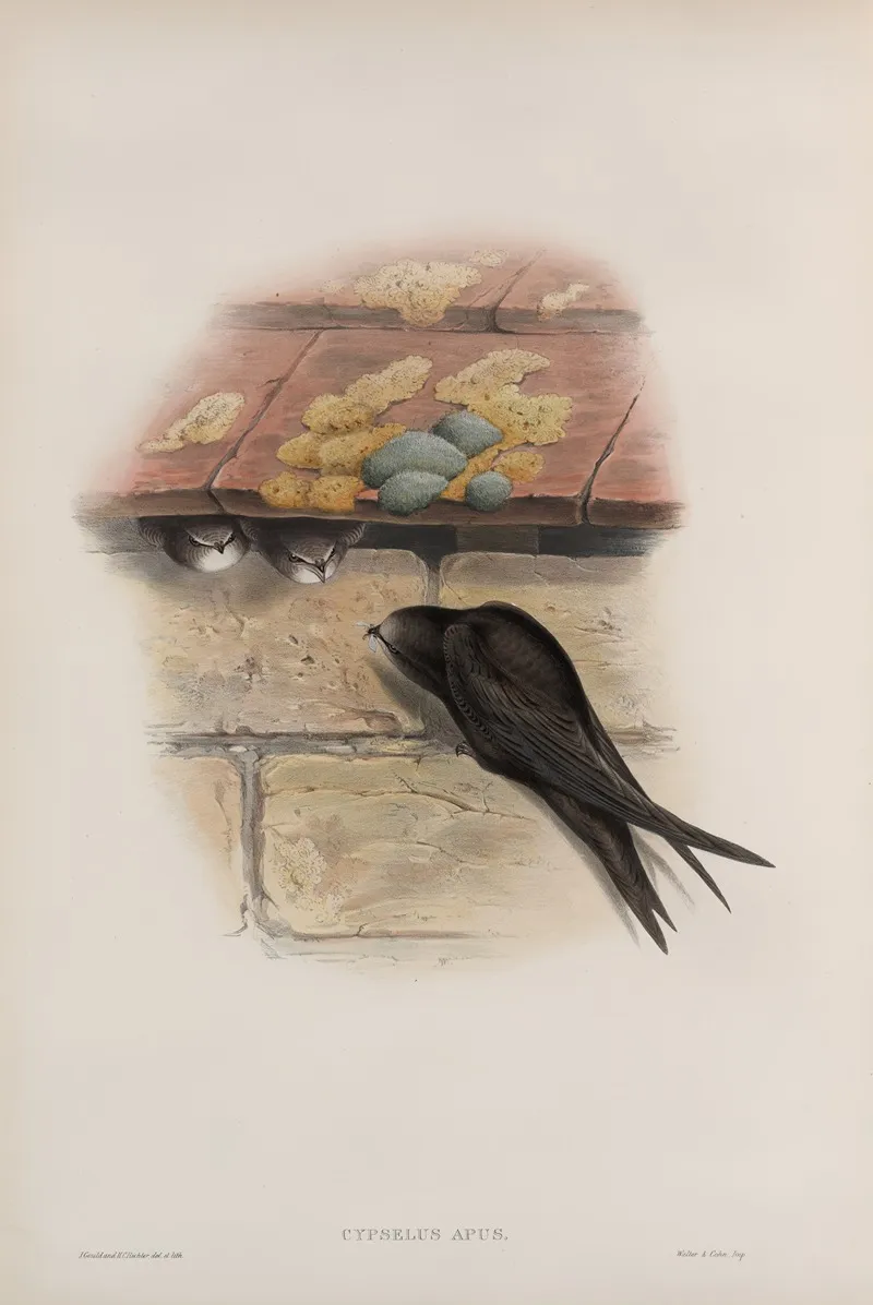 Cypselus Apus Swift Wall Art by John Gould - High-Resolution Digital Print