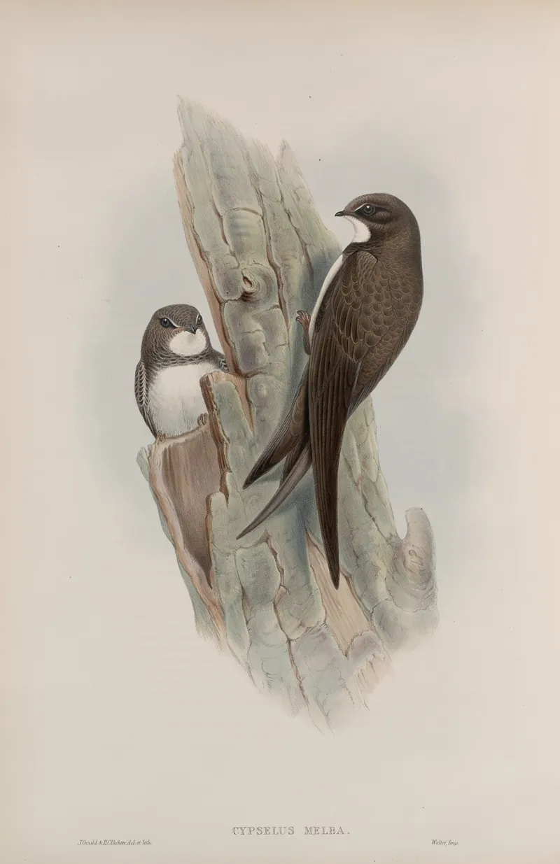 Cypselus Melba Alpine Swift Wall Art by John Gould - High-Resolution Digital Print
