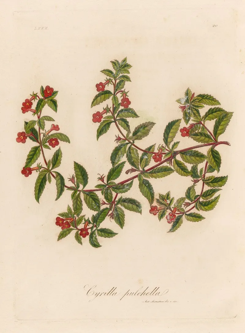 Cyrilla Pulchella Wall Art by Gaetano Savi - High-Resolution Digital Print