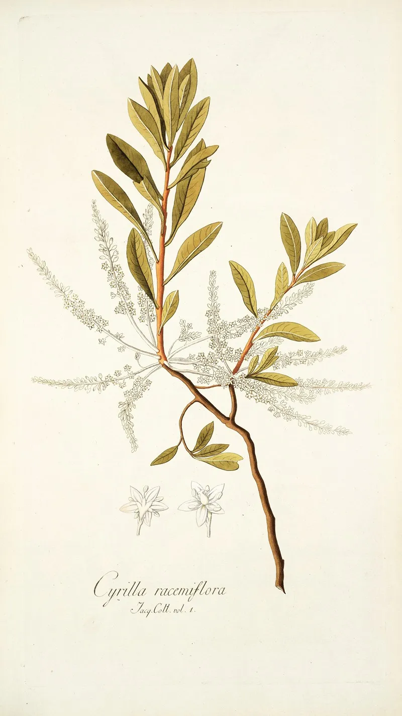 Cyrilla Racemiflora Wall Art by Nikolaus Joseph Freiherr von Jacquin - High-Resolution Digital Print