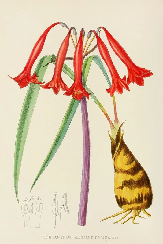 Cyrtanthus Augustifolius Wall Art by Illtyd Buller Pole-Evans - High-Resolution Digital Print