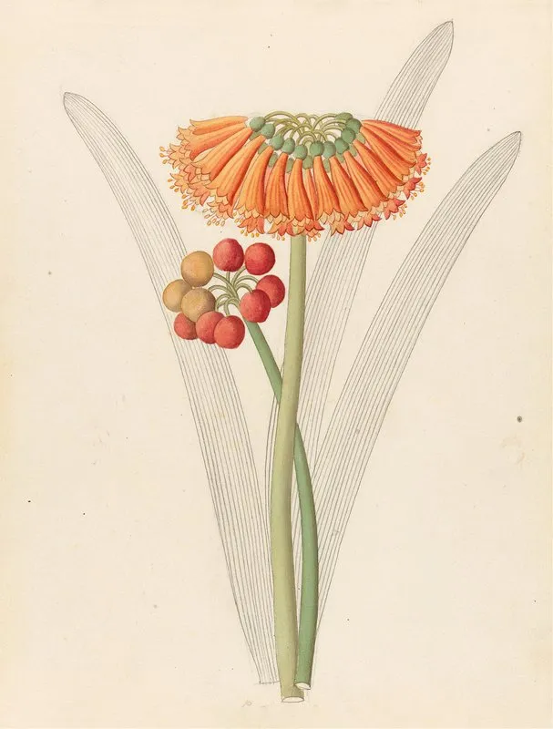 Cyrtanthus Clivia Nobilis Wall Art by Clemenz Heinrich Wehdemann - High-Resolution Digital Print