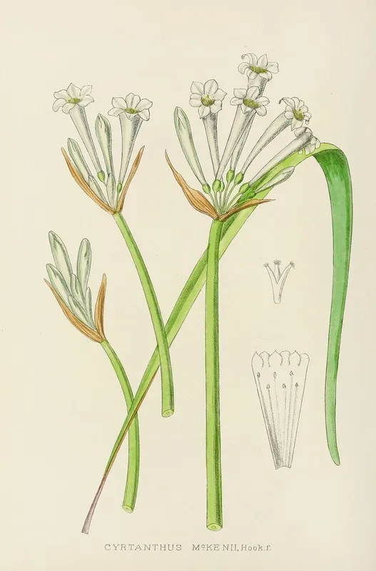 Cyrtanthus Mckenii Wall Art by Illtyd Buller Pole-Evans - High-Resolution Digital Print