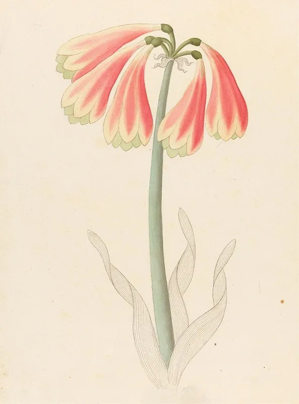 Cyrtanthus Oblig Cyrtanthus Obliquus Wall Art by Clemenz Heinrich Wehdemann - High-Resolution Digital Print