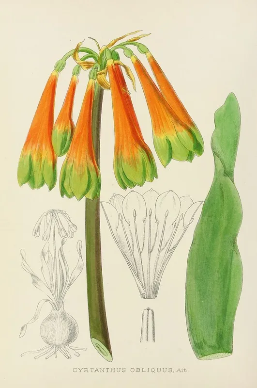 Cyrtanthus Obliquus Wall Art by Illtyd Buller Pole-Evans - High-Resolution Digital Print