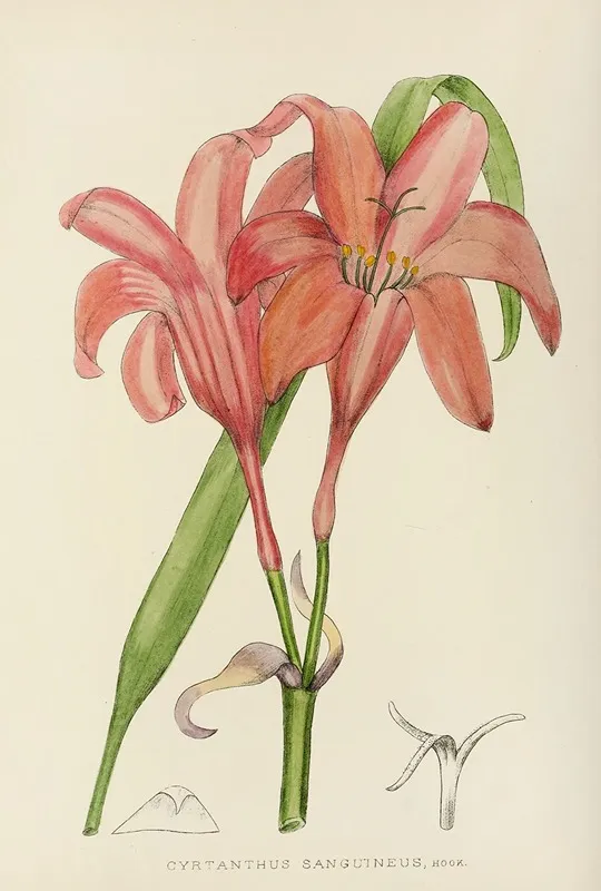 Cyrtanthus Sanguineus Wall Art by Illtyd Buller Pole-Evans - High-Resolution Digital Print