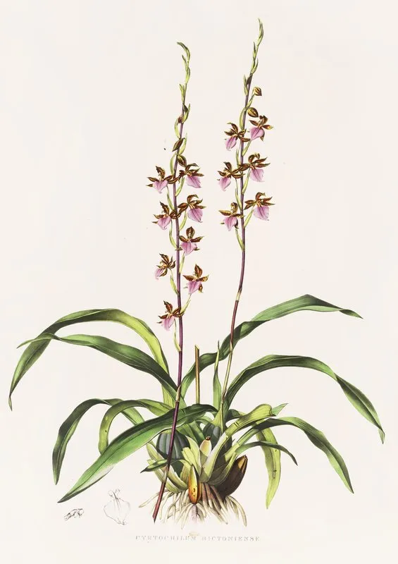 Cyrtochilum Bictoniense Wall Art by James Bateman - High-Resolution Digital Print