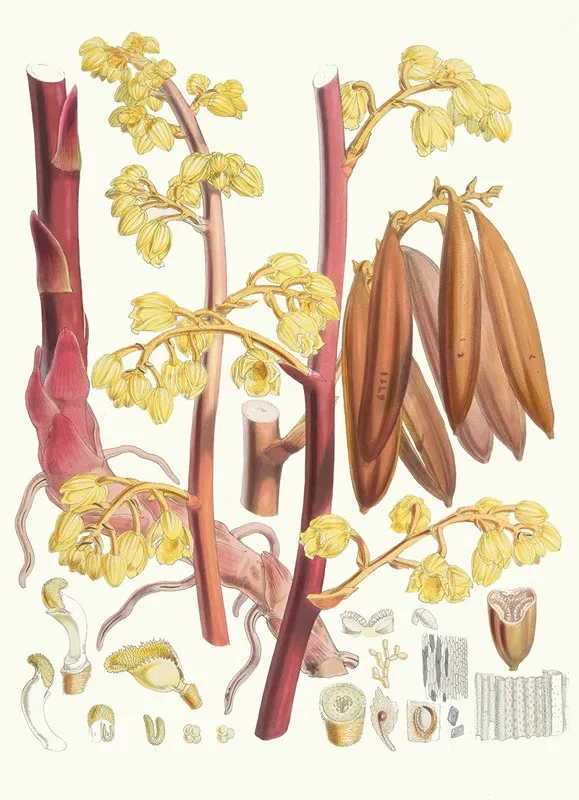 Cyrtosia Lindleyana H F And T Wall Art by Walter Hood Fitch - High-Resolution Digital Print