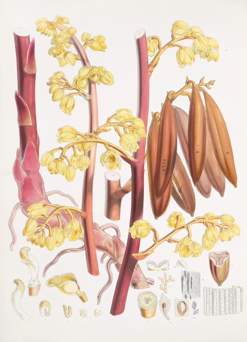 Cyrtosia Lindleyana H F T Wall Art by Walter Hood Fitch - High-Resolution Digital Print