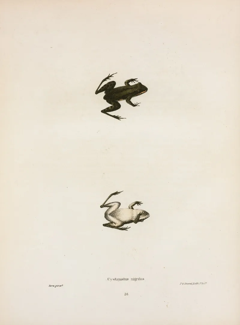 Cystignathus Nigritus Wall Art by John Edwards Holbrook - High-Resolution Digital Print