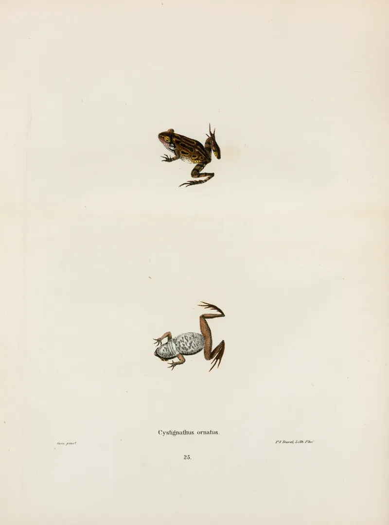 Cystignathus Ornatus Wall Art by John Edwards Holbrook - High-Resolution Digital Print