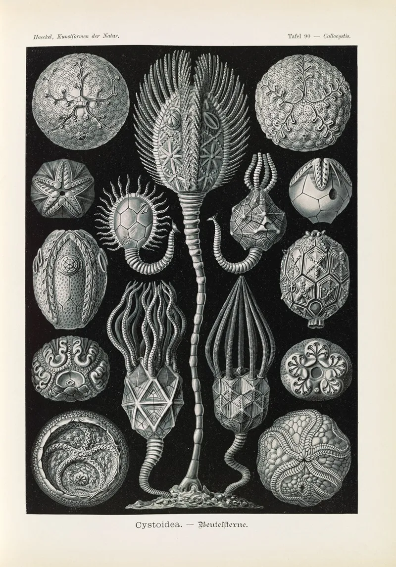Cystoidea Beutelsterne Wall Art by Ernst Haeckel - High-Resolution Digital Print