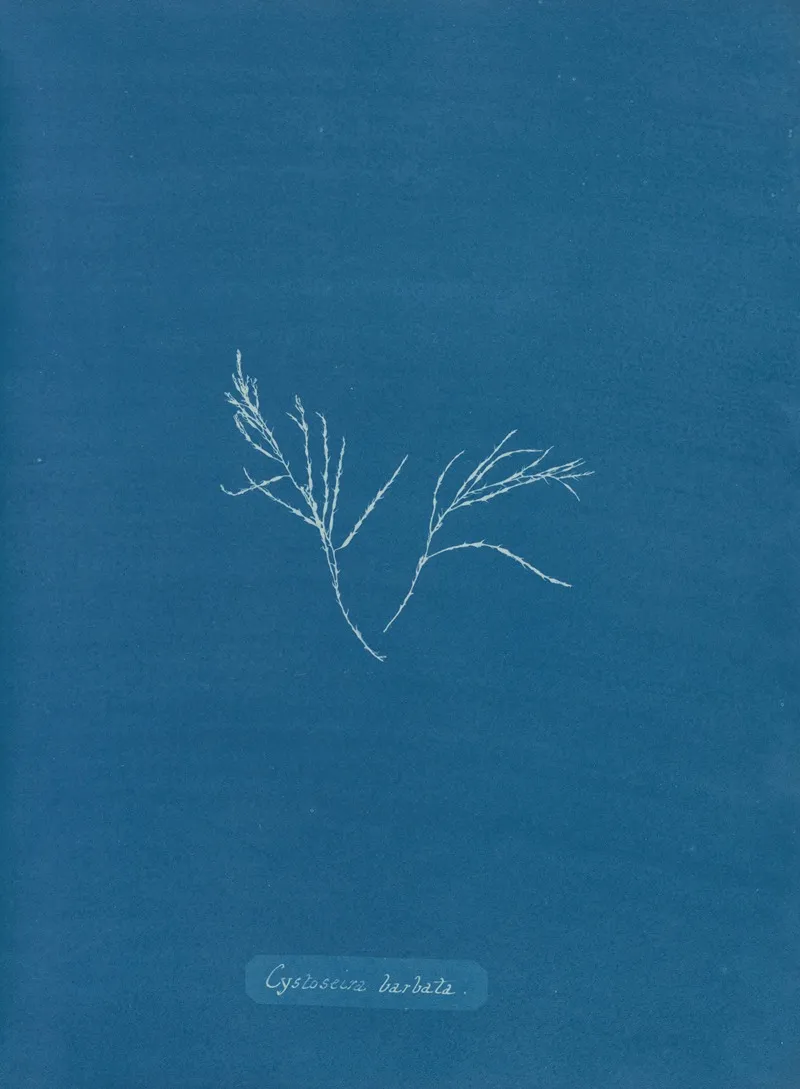 Cystoseira Barbata 2 Wall Art by Anna Atkins - High-Resolution Digital Print