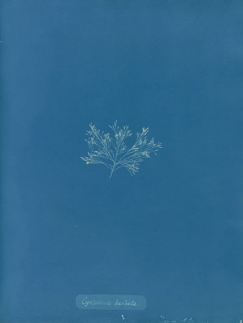Cystoseira Barbata Wall Art by Anna Atkins - High-Resolution Digital Print