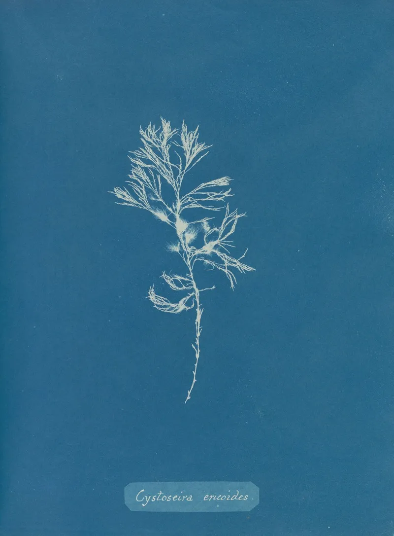 Cystoseira Ericoides 2 Wall Art by Anna Atkins - High-Resolution Digital Print