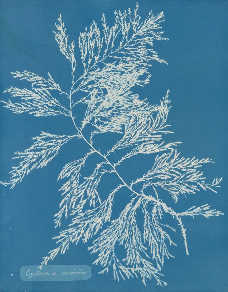 Cystoseira Ericoides Wall Art by Anna Atkins - High-Resolution Digital Print