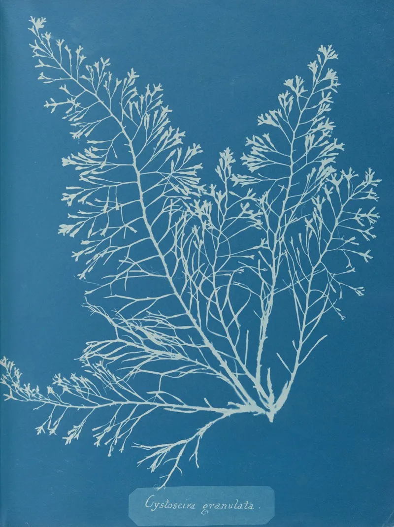 Cystoseira Granulata Wall Art by Anna Atkins - High-Resolution Digital Print
