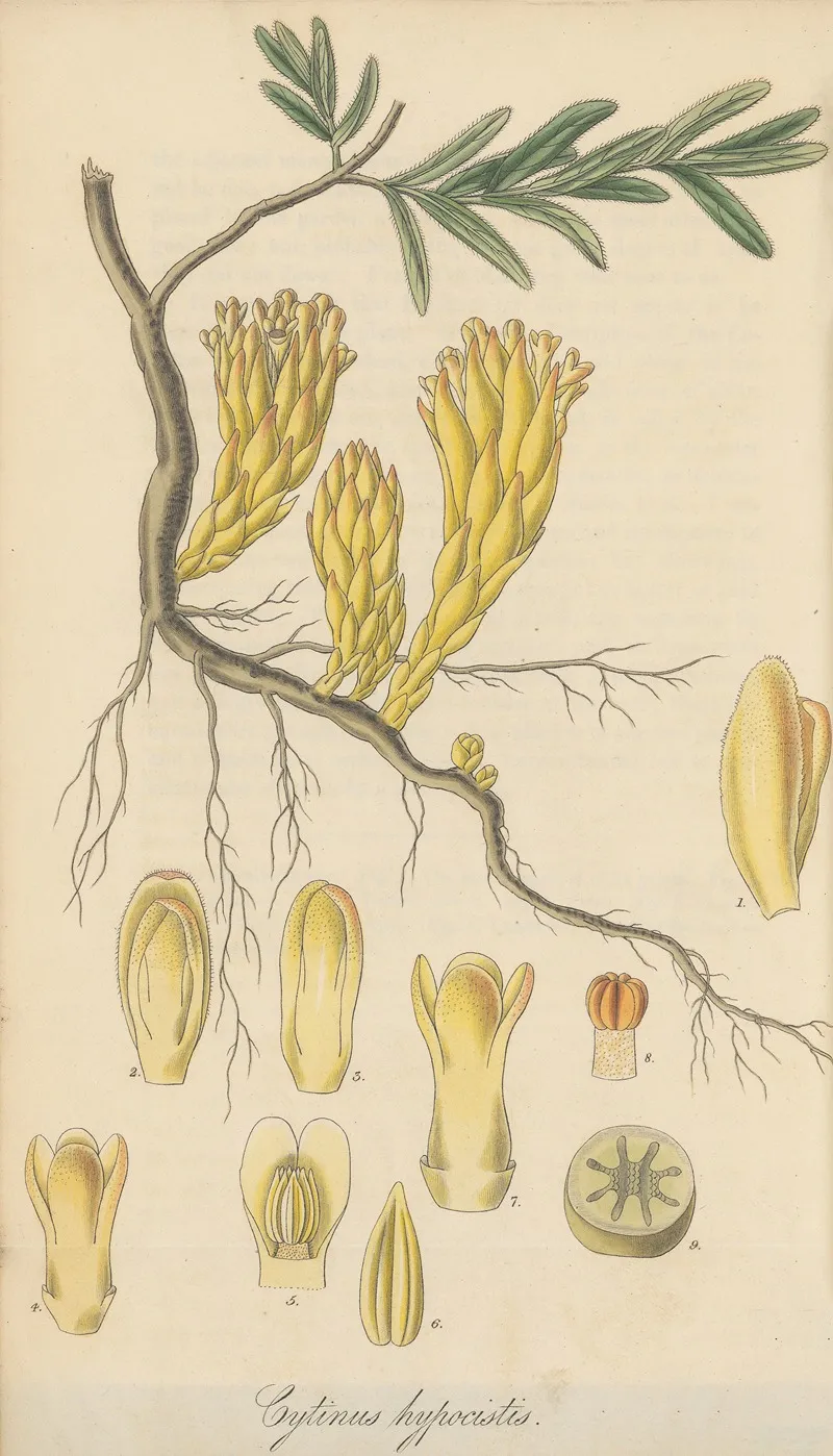Cytinus Hypocistis Wall Art by William Jackson Hooker - High-Resolution Digital Print