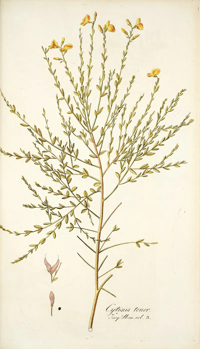 Cytisus Tener Wall Art by Nikolaus Joseph Freiherr von Jacquin - High-Resolution Digital Print