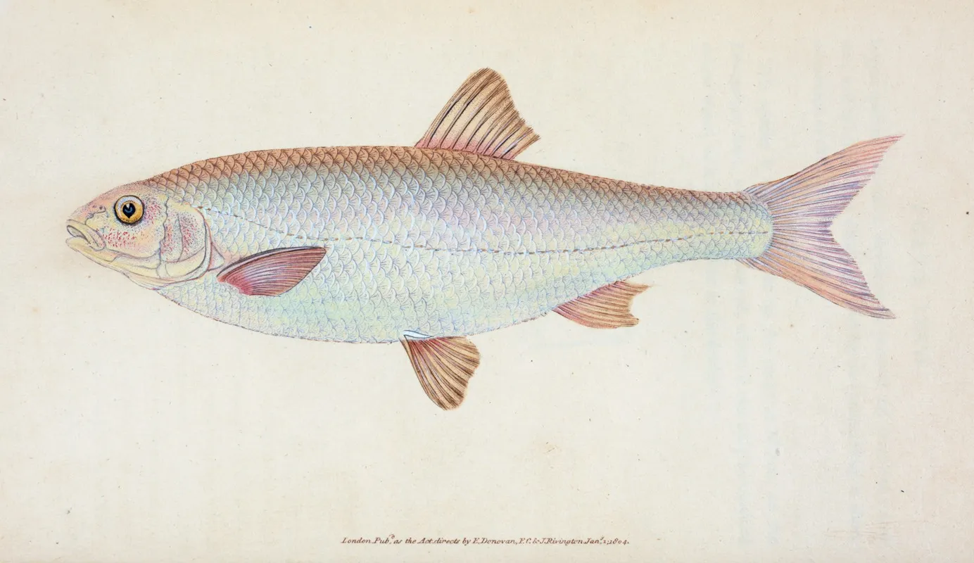 Dace Cyprinus Leuciscus Wall Art by Edward Donovan - High-Resolution Digital Print
