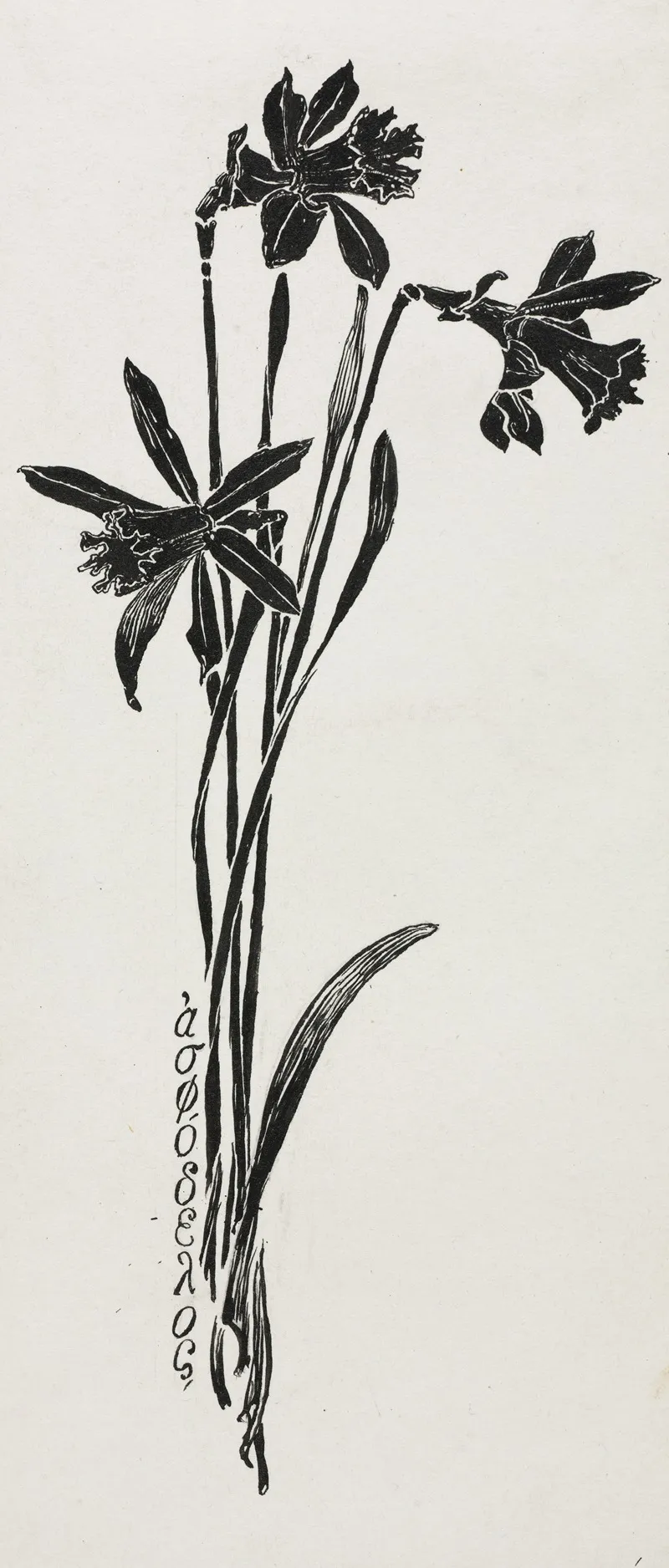 Daffodils 3 Wall Art by Harry Fenn - High-Resolution Digital Print
