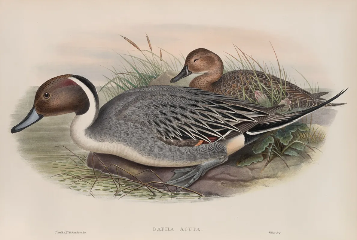 Dafila Acuta Pin Tailed Duck Wall Art by John Gould - High-Resolution Digital Print