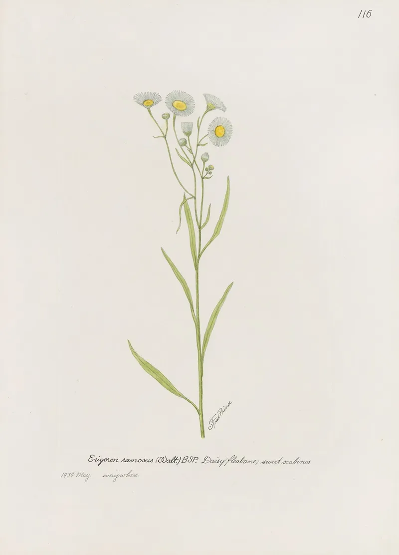 Daisy Fleabane Wall Art by S. Fred Prince - High-Resolution Digital Print