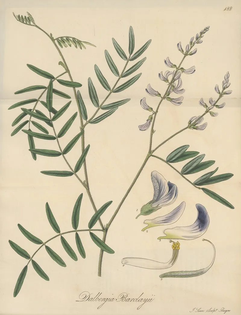 Dalbergia Barclayii Wall Art by William Jackson Hooker - High-Resolution Digital Print