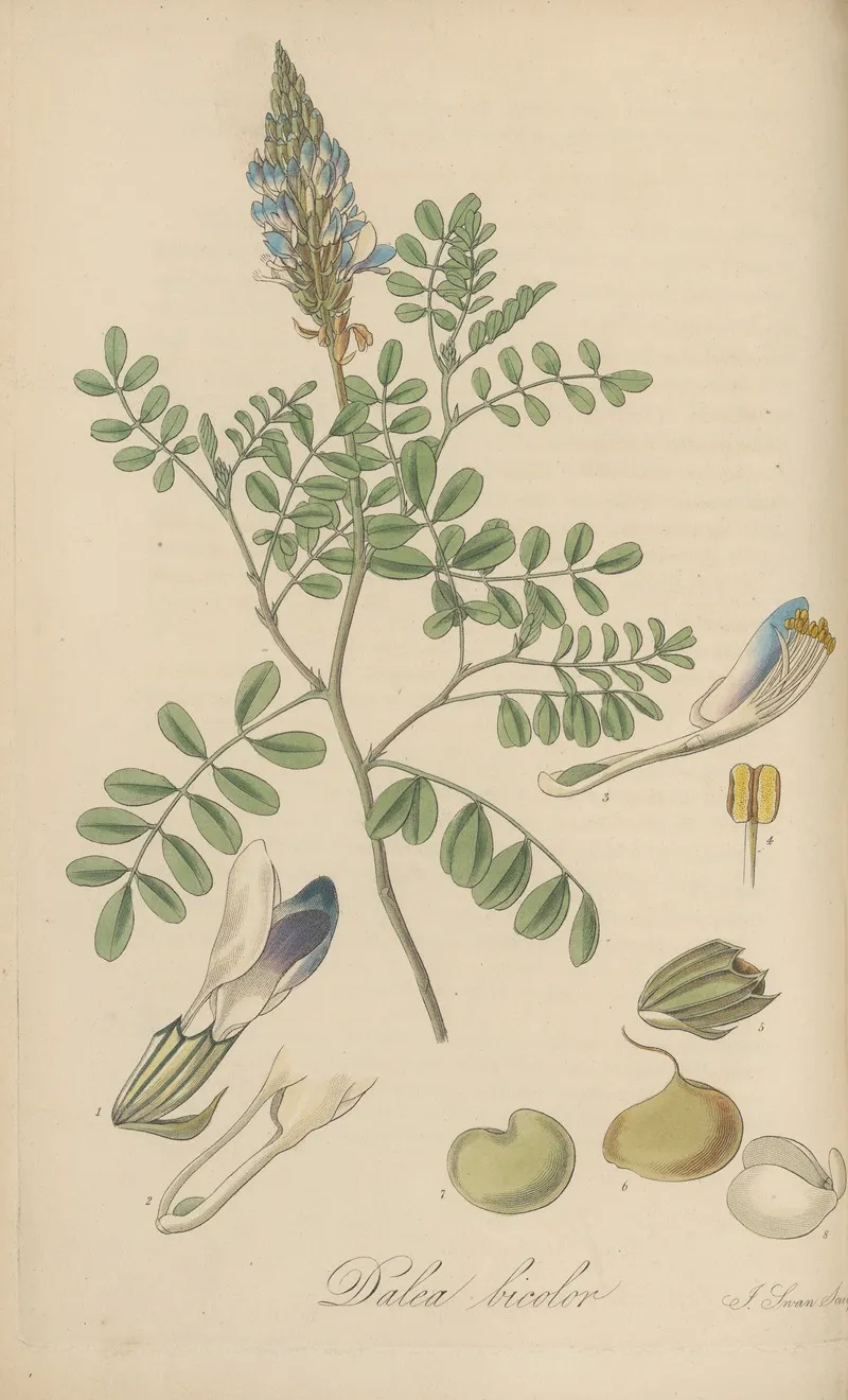 Dalea Bicolor Wall Art by William Jackson Hooker - High-Resolution Digital Print