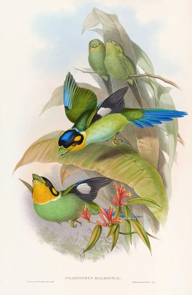 Dalhousies Eurylaime Wall Art by John Gould - High-Resolution Digital Print