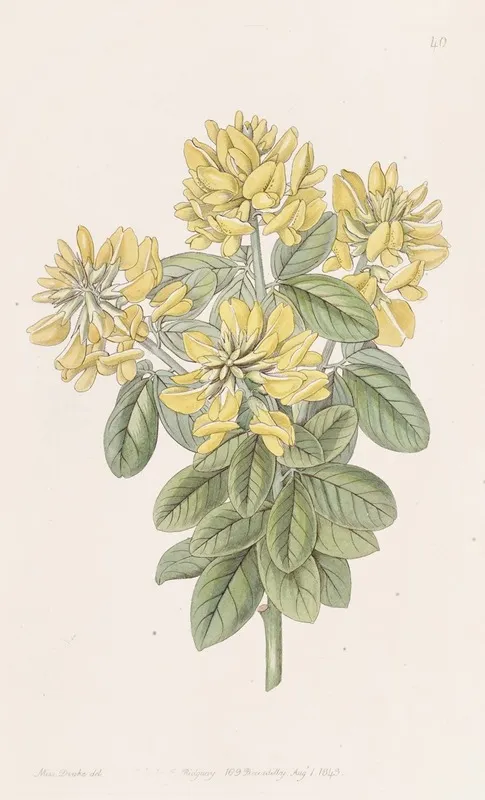 Dalmatian Laburnum Wall Art by Sydenham Edwards - High-Resolution Digital Print
