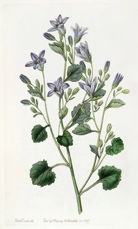 Dalmatian Wall Campanula Wall Art by Sydenham Edwards - High-Resolution Digital Print