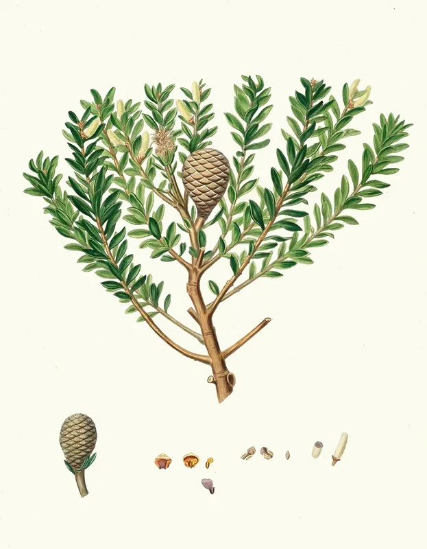 Dammara Australis New Zealand Pitch Tree Or Cowrie Wall Art by Aylmer Bourke Lambert - High-Resolution Digital Print