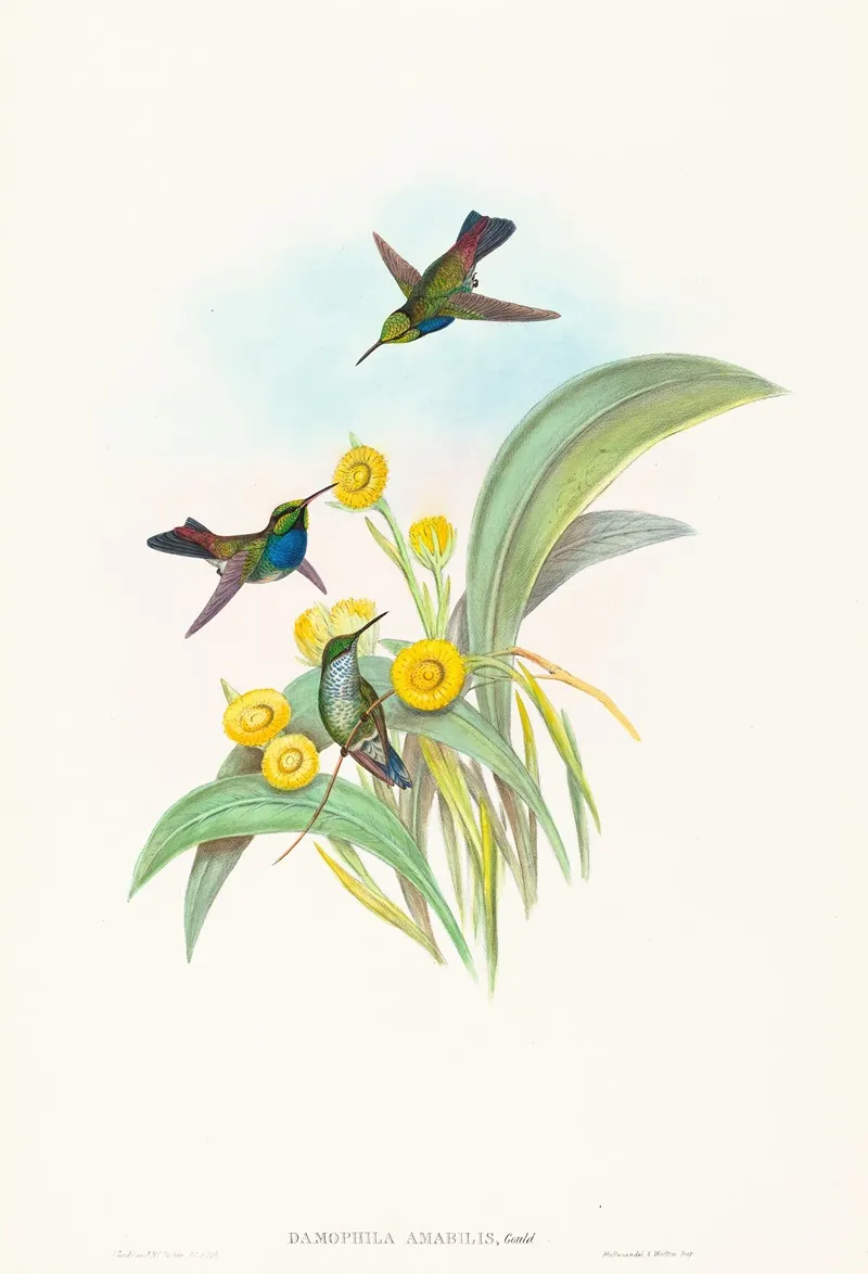 Damophila Amabilis Blue Breasted Hummingbird Wall Art by John Gould - High-Resolution Digital Print