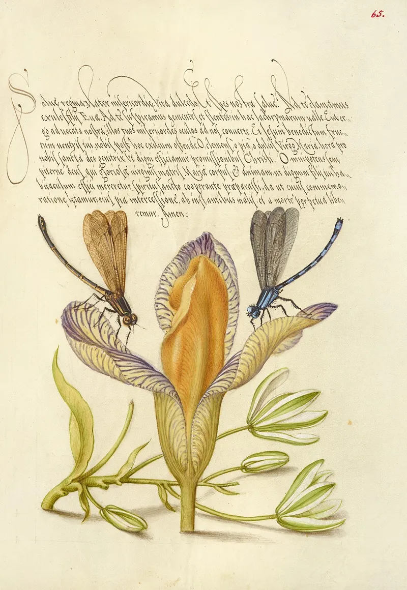 Damselflies Spanish Iris And Star Of Bethlehem