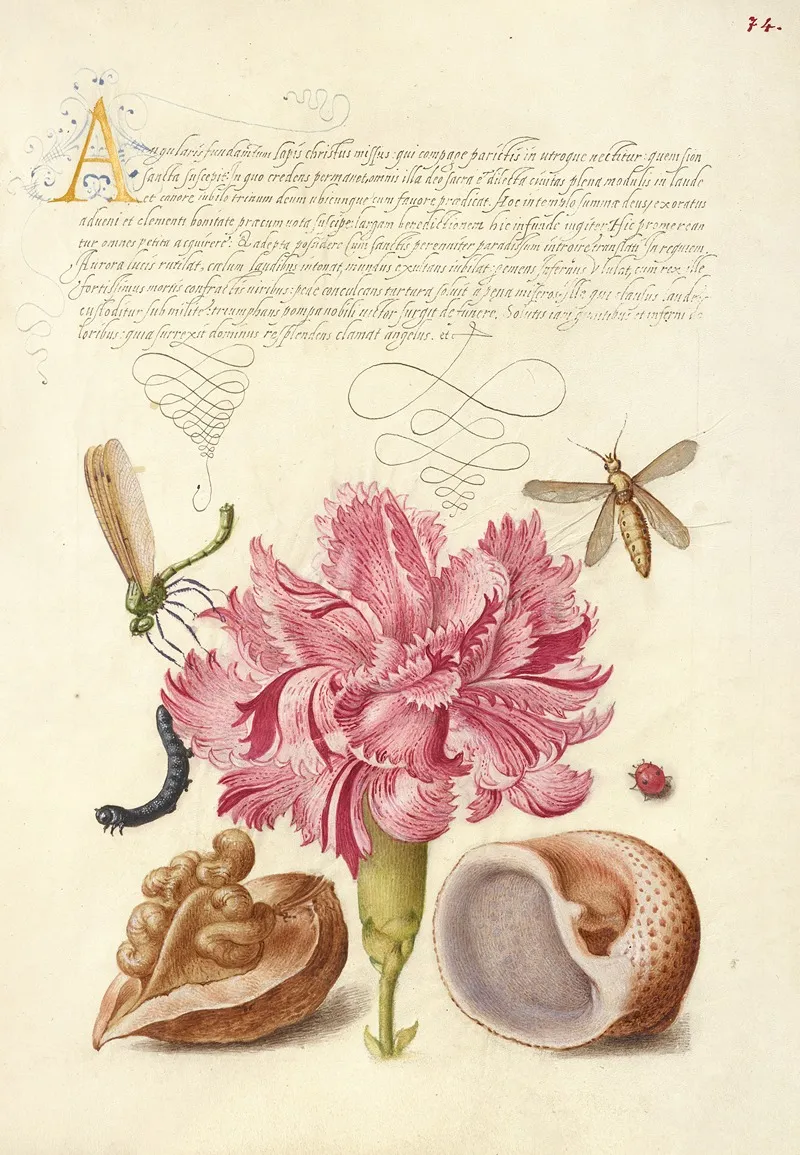 Damselfly Carnation Insect Caterpillar Ladybird English Walnut And Marine Mollusk