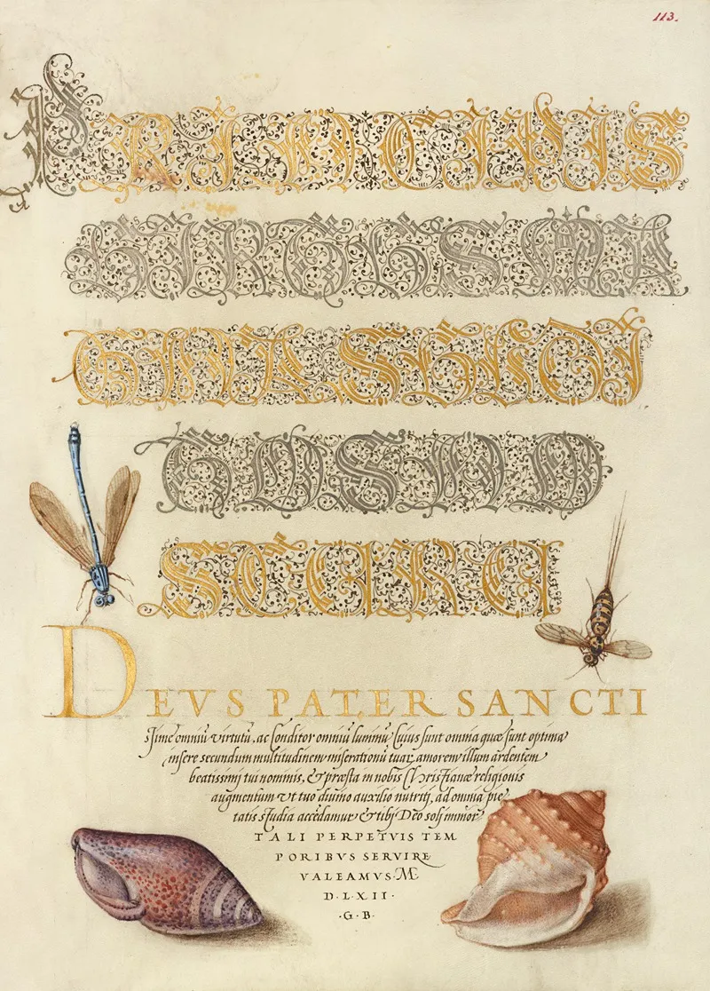 Damselfly Insect And Marine Mollusks