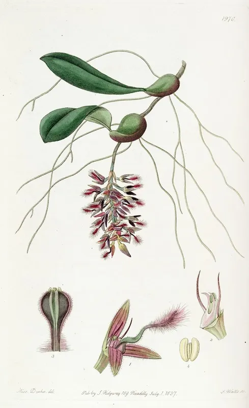 Dancing Bolbophyllum Wall Art by Sydenham Edwards - High-Resolution Digital Print