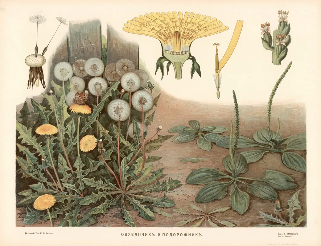Dandelion And Bindweed Wall Art by T-va I. D. Sytina - High-Resolution Digital Print
